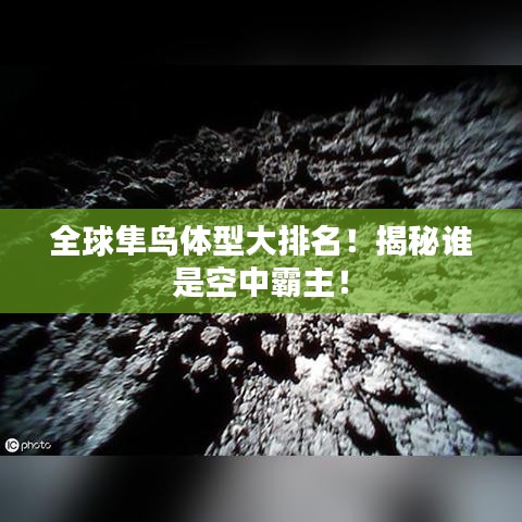 全球隼鳥體型大排名!揭秘誰是空中霸主!