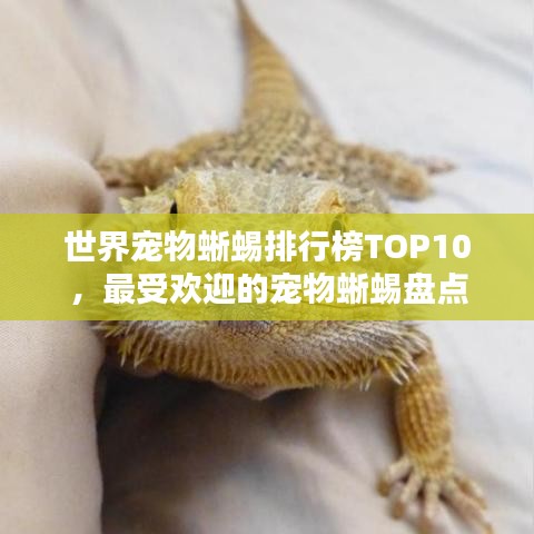 世界寵物蜥蜴排行榜TOP10,最受歡迎的寵物蜥蜴盤點