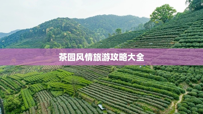 茶園風(fēng)情旅游攻略大全