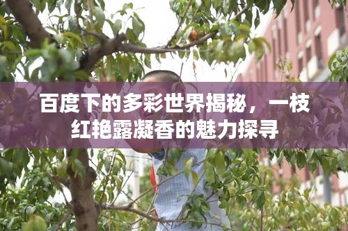 百度下的多彩世界揭秘,一枝紅艷露凝香的魅力探尋