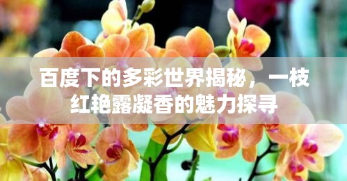 百度下的多彩世界揭秘,一枝紅艷露凝香的魅力探尋