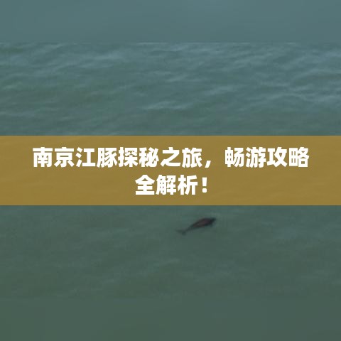 南京江豚探秘之旅,暢游攻略全解析!