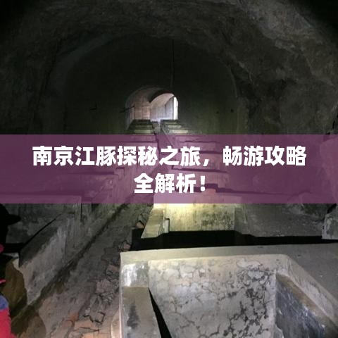 南京江豚探秘之旅,暢游攻略全解析!