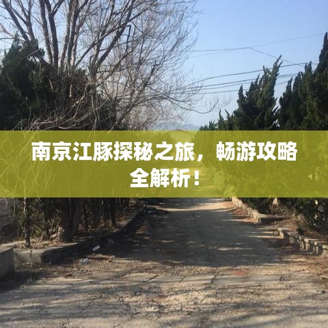 南京江豚探秘之旅,暢游攻略全解析!