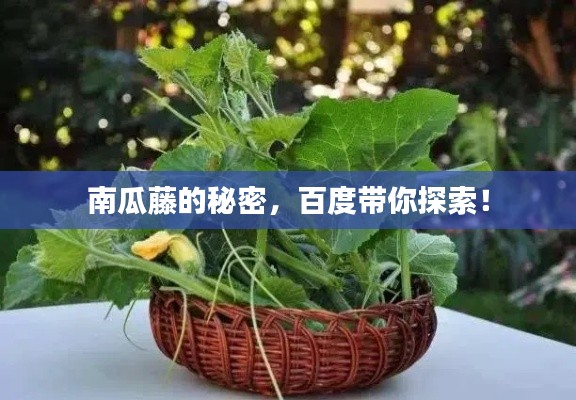 南瓜藤的秘密,百度帶你探索!