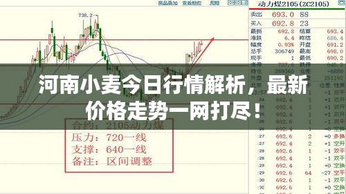 河南小麥今日行情解析,最新價格走勢一網打盡!