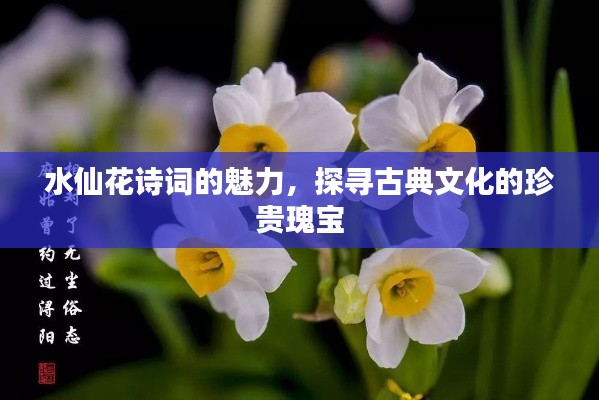 水仙花詩詞的魅力,探尋古典文化的珍貴瑰寶