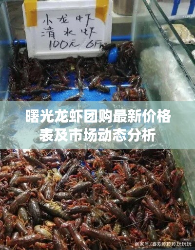 曙光龍蝦團購最新價格表及市場動態分析