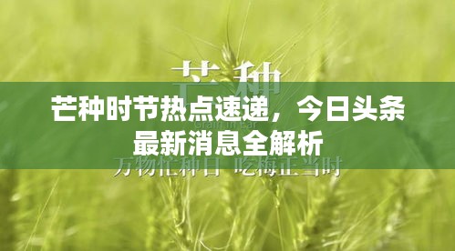 芒種時節熱點速遞,今日頭條最新消息全解析