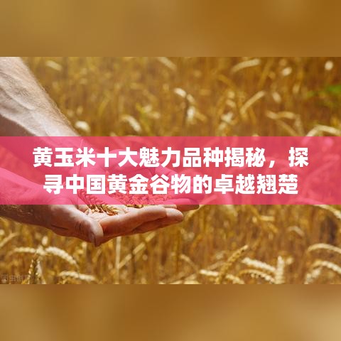 黃玉米十大魅力品種揭秘,探尋中國黃金谷物的卓越翹楚