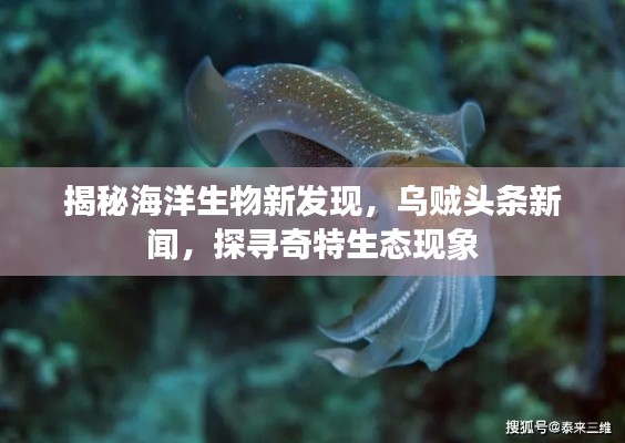 揭秘海洋生物新發現，烏賊頭條新聞，探尋奇特生態現象