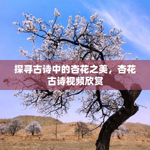 探尋古詩中的杏花之美，杏花古詩視頻欣賞
