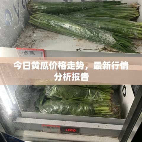 今日黃瓜價格走勢,最新行情分析報告