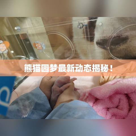 熊貓園夢最新動態(tài)揭秘!