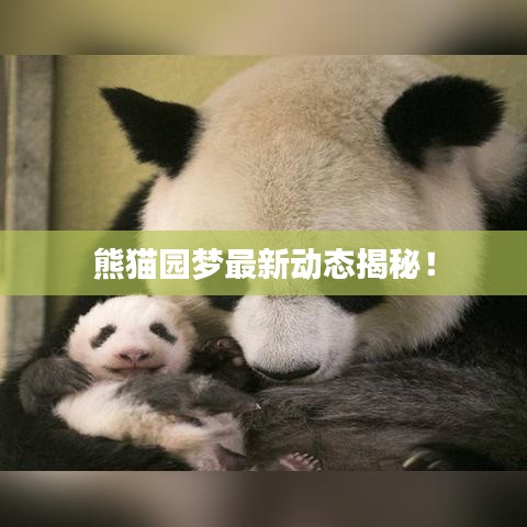 熊貓園夢最新動態(tài)揭秘!