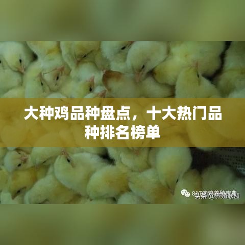 大種雞品種盤點,十大熱門品種排名榜單