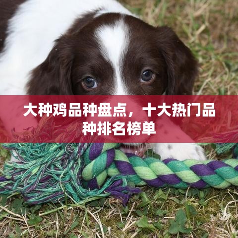 大種雞品種盤點,十大熱門品種排名榜單