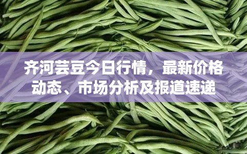 齊河蕓豆今日行情,最新價格動態、市場分析及報道速遞