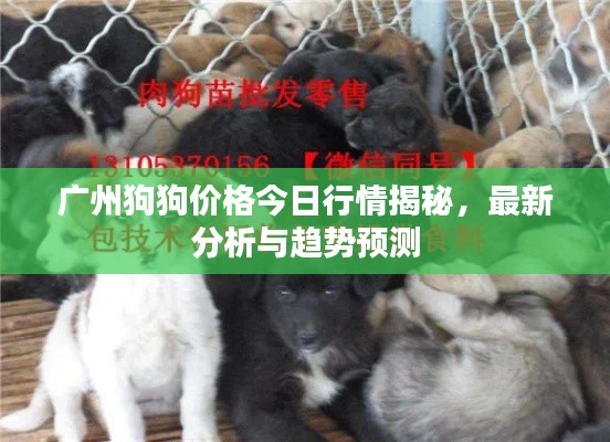 廣州狗狗價格今日行情揭秘,最新分析與趨勢預測
