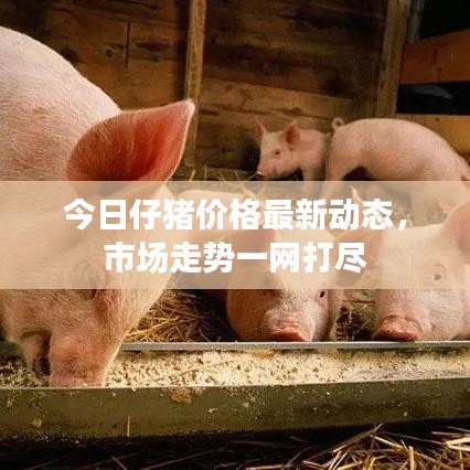 今日仔豬價格最新動態，市場走勢一網打盡