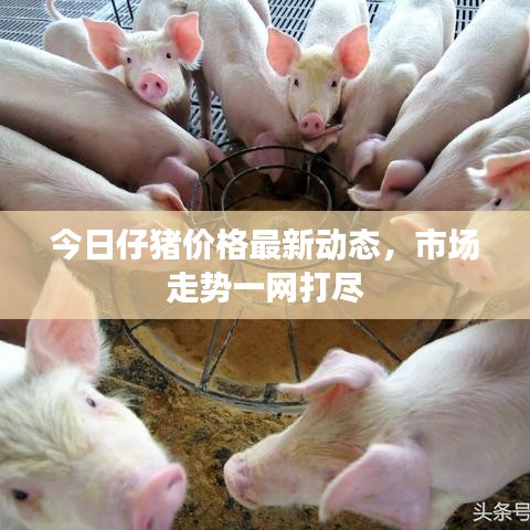 今日仔豬價(jià)格最新動(dòng)態(tài),市場(chǎng)走勢(shì)一網(wǎng)打盡