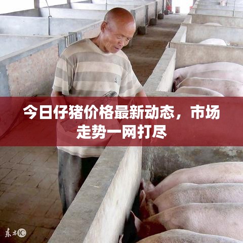 今日仔豬價(jià)格最新動(dòng)態(tài),市場(chǎng)走勢(shì)一網(wǎng)打盡