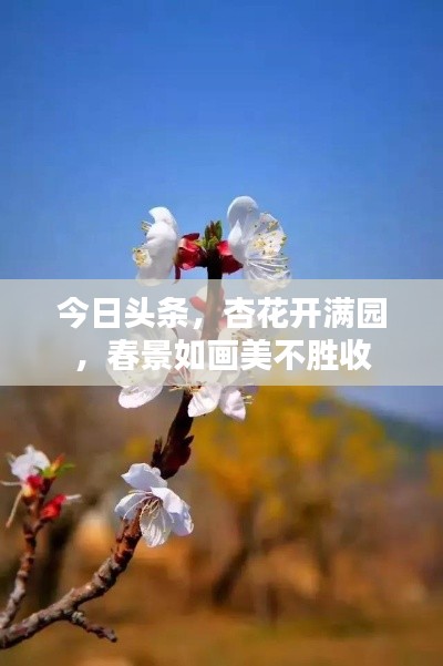 今日頭條,杏花開滿園,春景如畫美不勝收