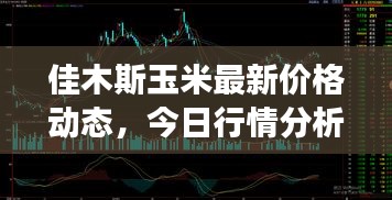 佳木斯玉米最新價格動態,今日行情分析與市場趨勢解讀