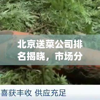 北京送菜公司排名揭曉,市場分析與趨勢解讀