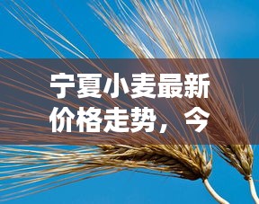 寧夏小麥最新價格走勢,今日行情動態速遞
