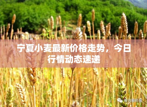 寧夏小麥最新價格走勢,今日行情動態(tài)速遞