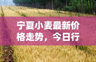 寧夏小麥最新價格走勢,今日行情動態(tài)速遞