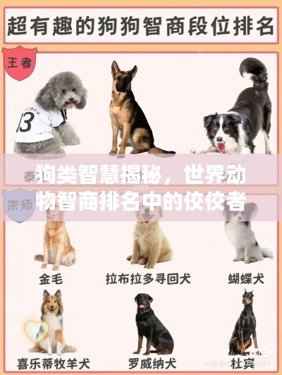 狗類智慧揭秘,世界動物智商排名中的佼佼者