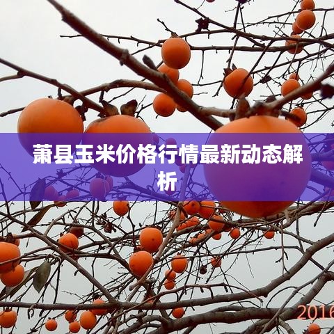 蕭縣玉米價格行情最新動態解析