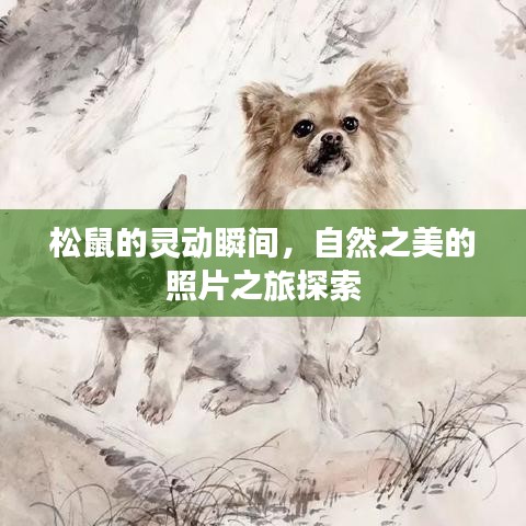 松鼠的靈動瞬間,自然之美的照片之旅探索