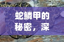 蛇鱗甲的秘密,深入探索與直觀展示揭秘
