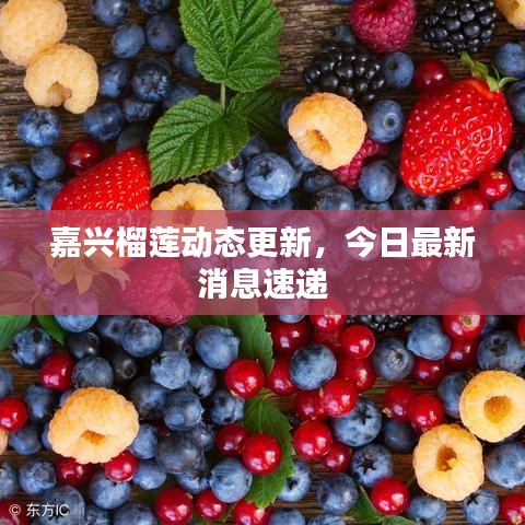 嘉興榴蓮動態更新,今日最新消息速遞