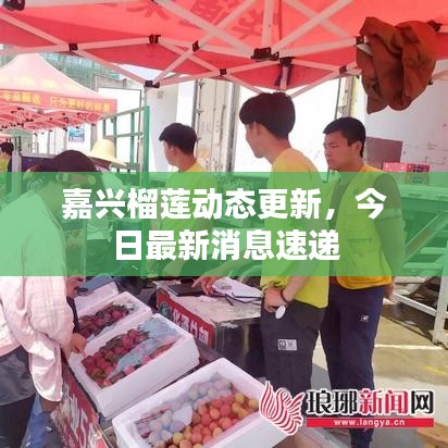 嘉興榴蓮動態更新,今日最新消息速遞