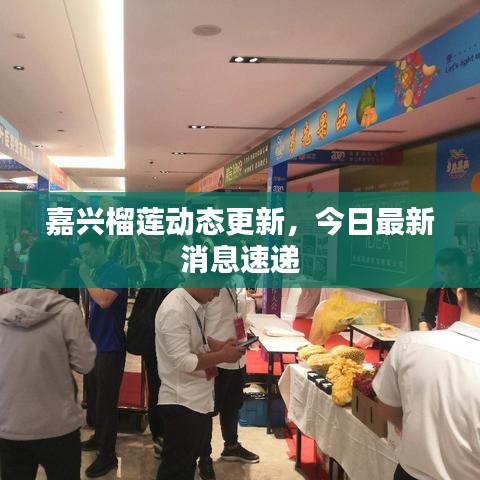 嘉興榴蓮動態更新,今日最新消息速遞