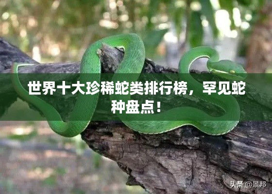 世界十大珍稀蛇類排行榜,罕見蛇種盤點!