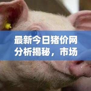 最新今日豬價(jià)網(wǎng)分析揭秘,市場動(dòng)態(tài)一目了然