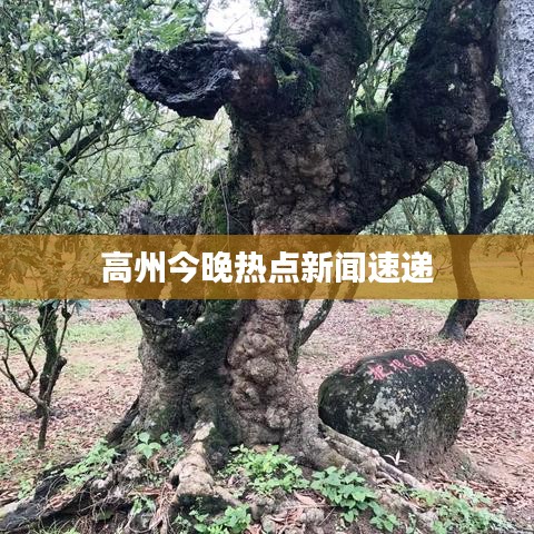 高州今晚熱點(diǎn)新聞速遞
