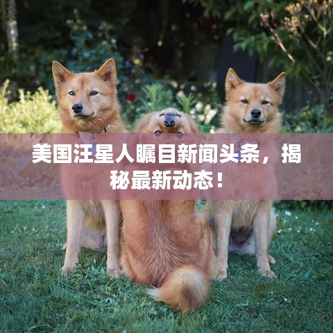 美國汪星人矚目新聞頭條,揭秘最新動態(tài)!