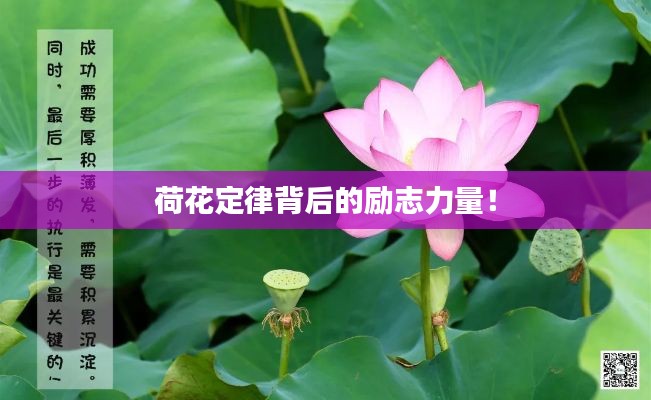 荷花定律背后的勵志力量!