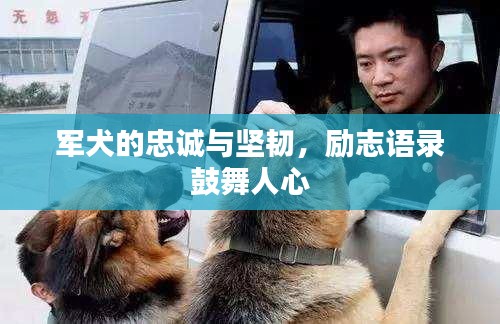軍犬的忠誠與堅韌，勵志語錄鼓舞人心