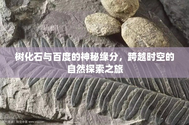 樹化石與百度的神秘緣分,跨越時(shí)空的自然探索之旅