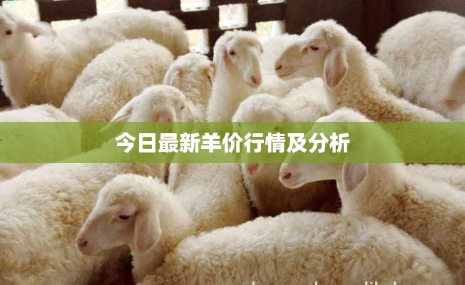 今日最新羊價行情及分析