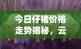 今日仔豬價格走勢揭秘,云南市場最新動態一網打盡