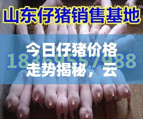 今日仔豬價格走勢揭秘,云南市場最新動態(tài)一網(wǎng)打盡