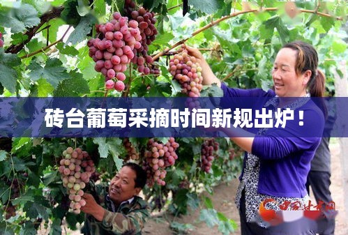 磚臺葡萄采摘時間新規(guī)出爐!
